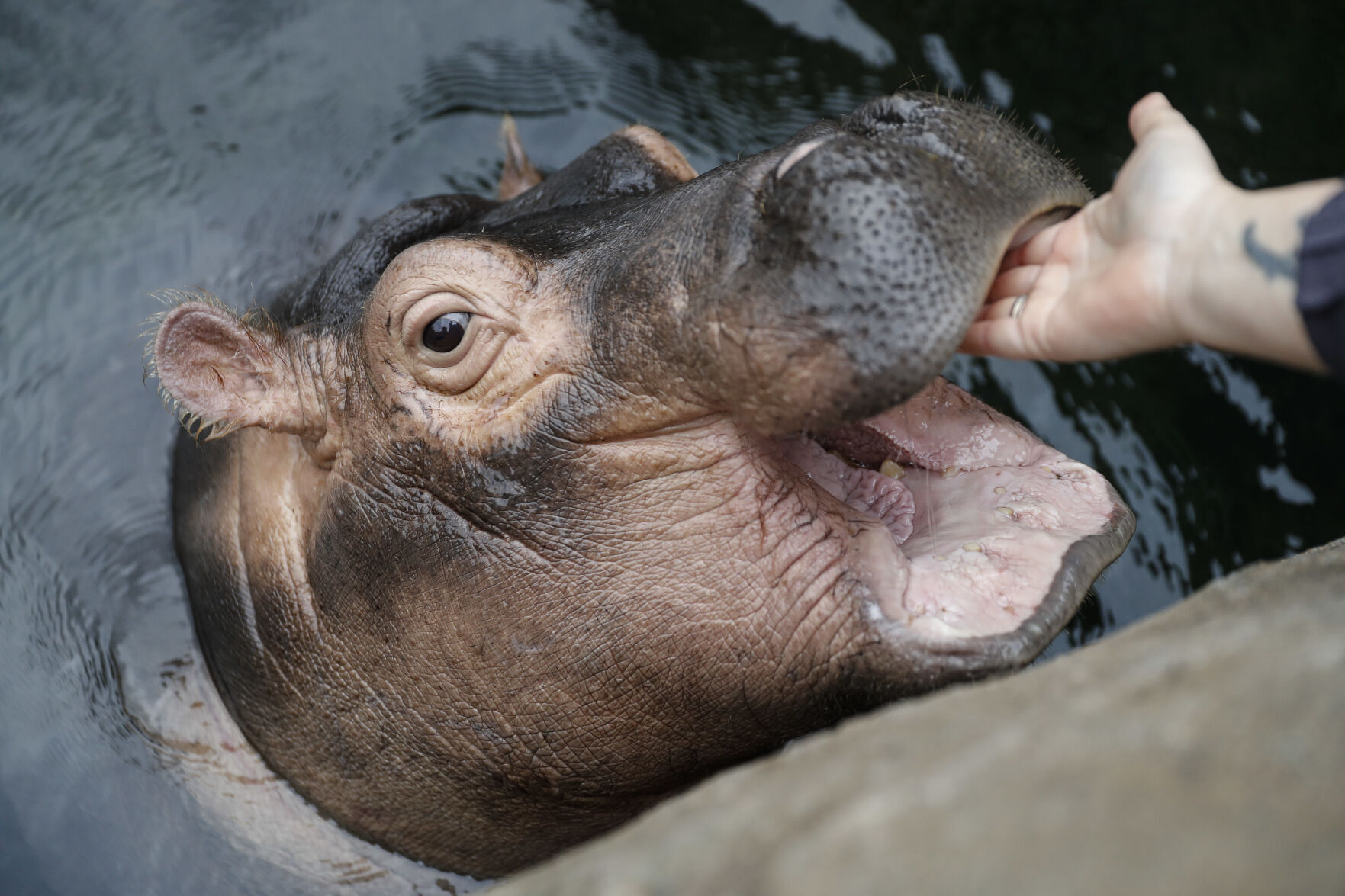 Fiona